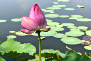 荷花花蕾素材