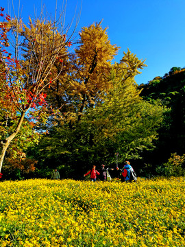 秋季的北京香山公园