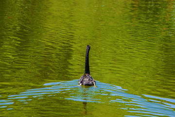 一只划水划出水纹的黑天鹅