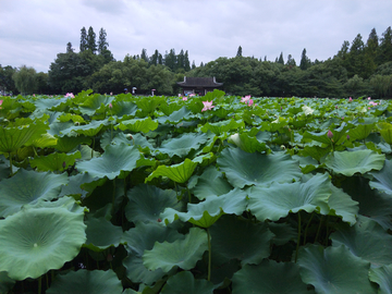 曲院风荷