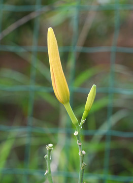 黄花菜