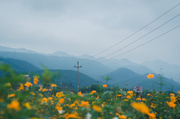 野花隐山