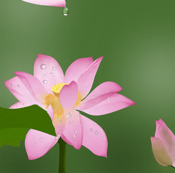 雨后的荷花