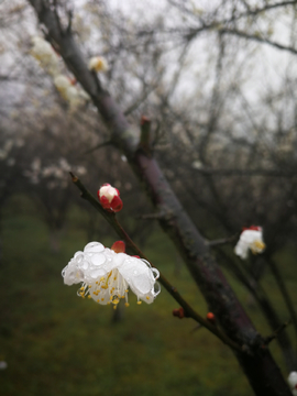 雨中乌梅花