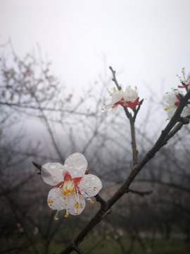 乌梅花