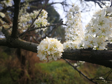 李子花特写