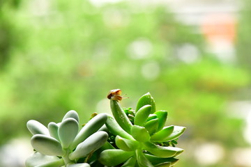 多肉植物与蜗牛