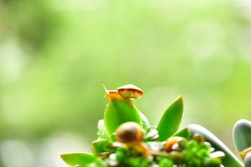 多肉植物与蜗牛