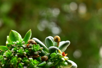 多肉植物与蜗牛