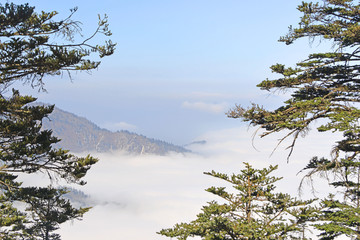 原始森林和远山云海