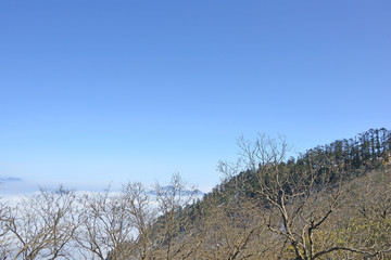 原始森林和远山云海