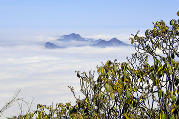 原始森林和远山云海