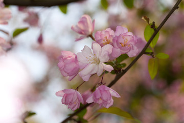 西府海棠花