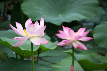 荷