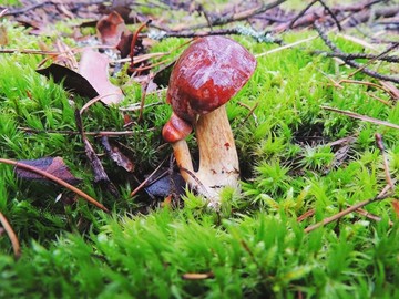 森林草地采红色野生蘑菇特写