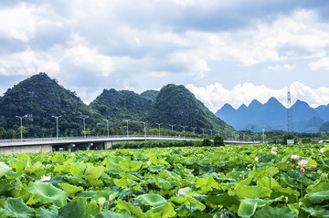 夏日荷塘