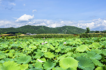 夏日荷池