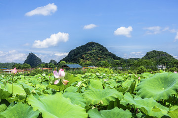 夏日荷池