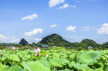 夏日荷池