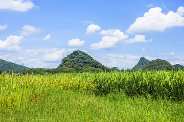 绿色田园