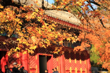 秋季的北京香山勤政殿