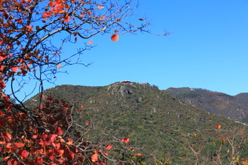 秋季的北京香山香炉峰紫烟亭