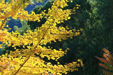 秋季的北京香山银杏树叶