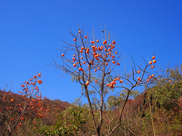 山东潍坊青州庙子红叶谷