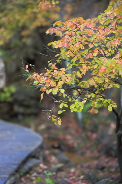 山东淄博淄川潭溪山旅游区