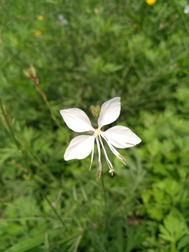 山桃草