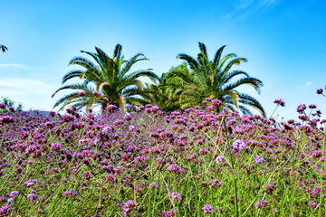 阳光下紫色花朵高清摄影大图