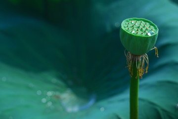 雨后莲蓬荷花果实