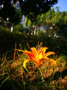 芜湖中央公园