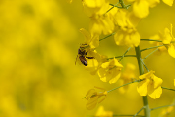 油菜花