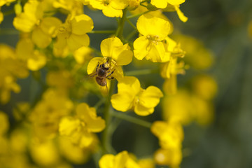 油菜花