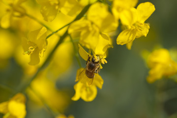 油菜花