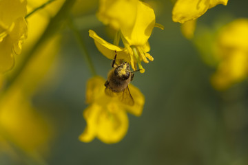 油菜花