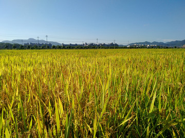 金黄的稻田