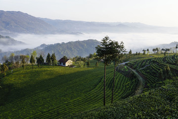 俯瞰茶山