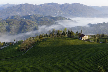 茶山