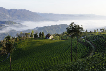 美丽的茶山