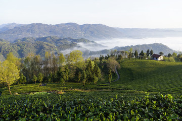 茶山