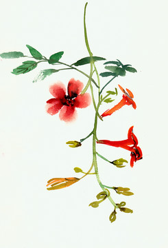 小紅花