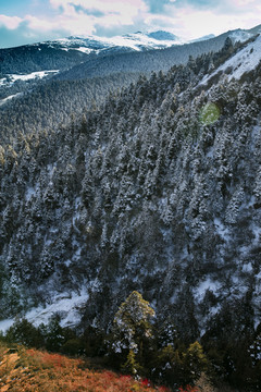 高山森林雪原