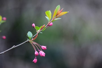 垂丝海棠