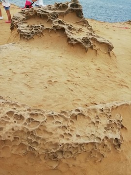 台湾新北野柳地质公园化石