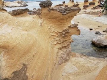 台北台湾野柳地质公园化石