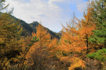 山东青岛崂山长涧秋色