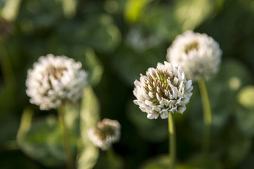 野菊花