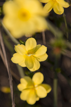 迎春花